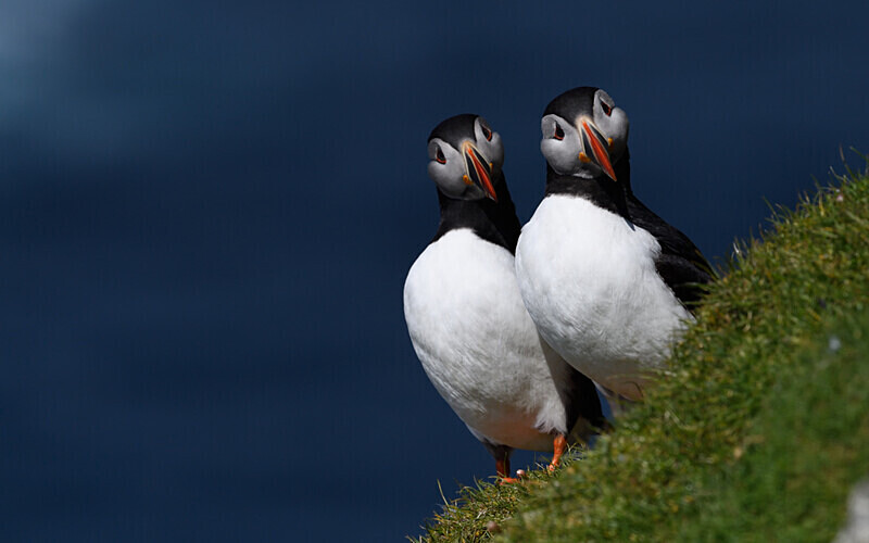 Herma Ness - Shetlands and Cairngorn national park (Scotland)