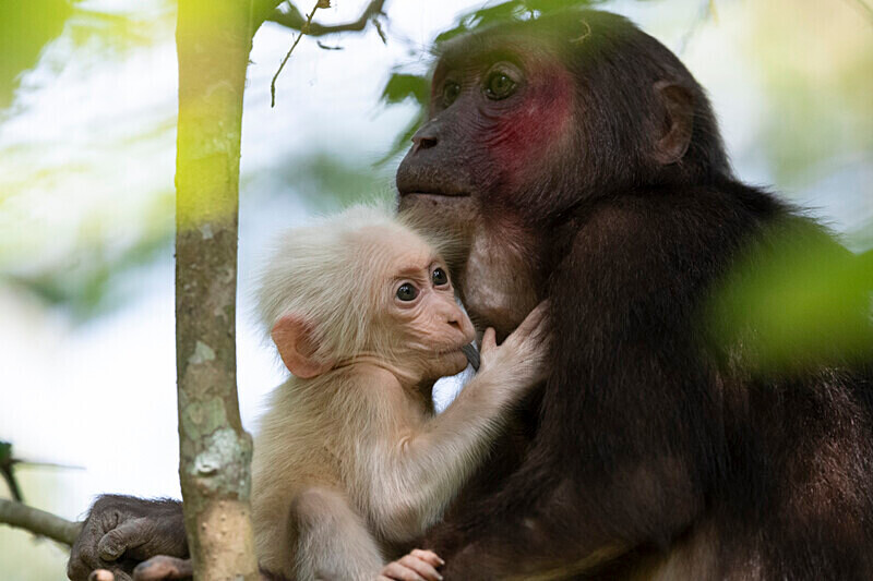 Mother and baby stump-tailed Macaques - Hollongapar wildlife sanctuary North East India 2025