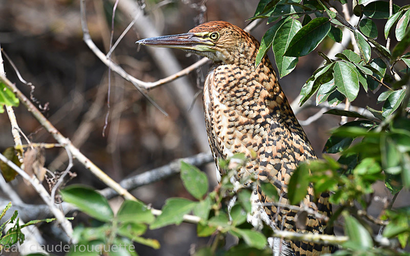Rufescent Tiger Heron juvenile - Pantanal 2018 Porto Jofré