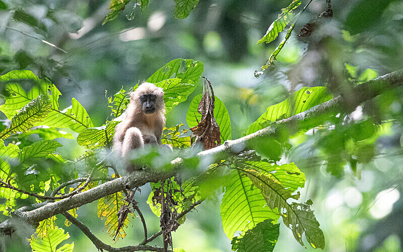 Young mandrill - Parc national de La Lope (Gabon 2024)