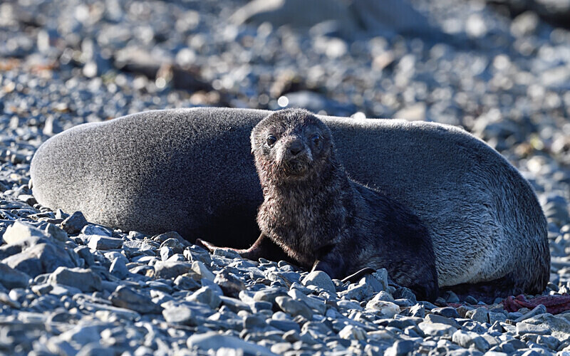  - Ushuaïa Malvinas South Georgia Antartica Peninsula