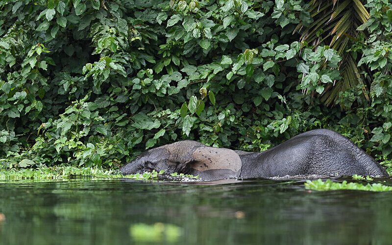  - Ivindo national park (Gabon 2024)