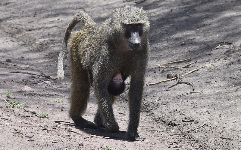 Female baboon feeding her baby - Serengeti N.P. and N'Gorongoro Tanzania 2018