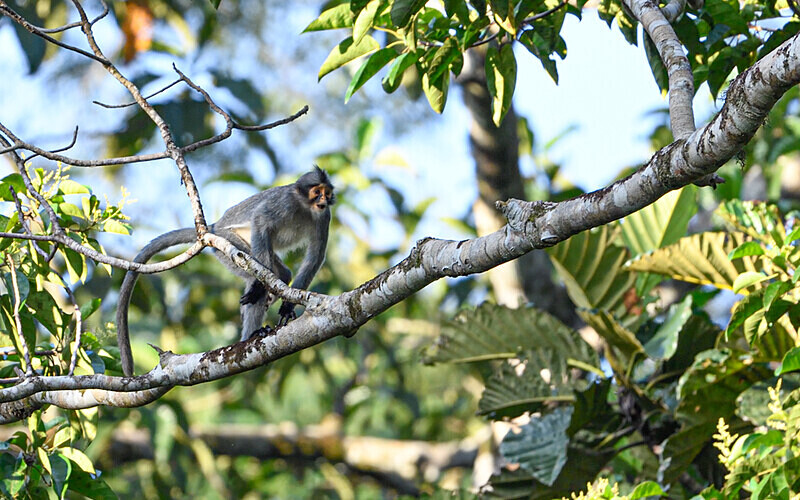 Tabin wildlife reserve - Sabah avril 2024 Borneo Malaisie