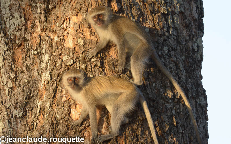 Vervet monkeys - South Luangwa N.P. Zambia 2013
