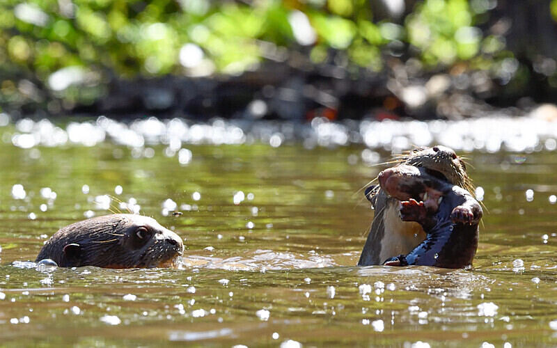 Giant Otters - Pacaya Samiria Pérou 2022