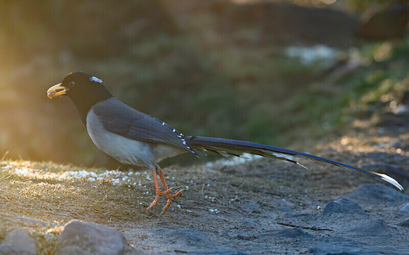 Yellow-billed Blue Magpie - Singalila National Park February 2025 North East India
