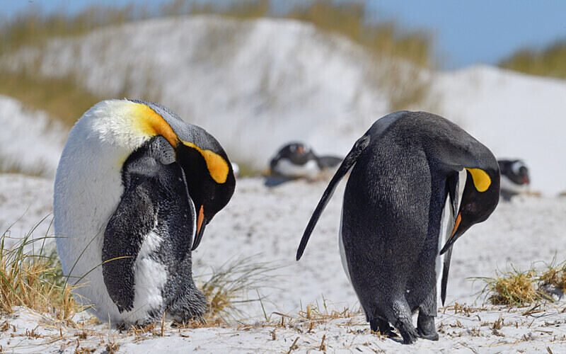 King Penguins - Ushuaïa Malvinas South Georgia Antartica Peninsula