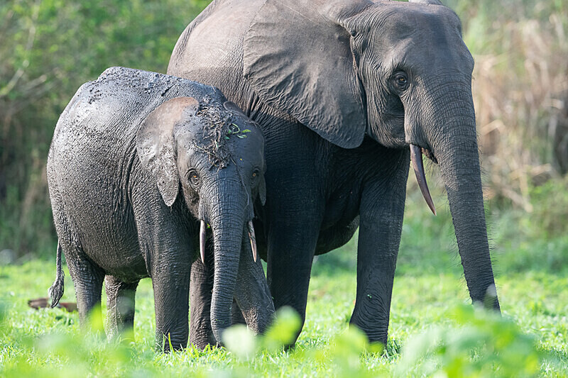  - Loango national park (Gabon 2024)