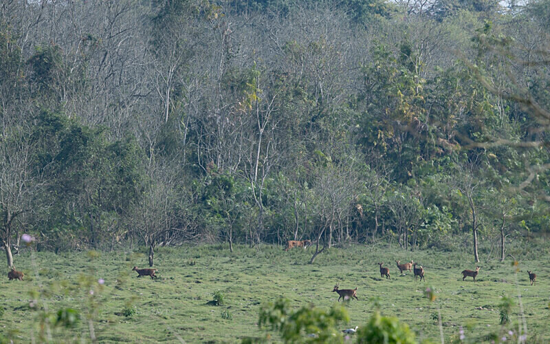 Tiger - Kaziranga National Park Noth East India 2025