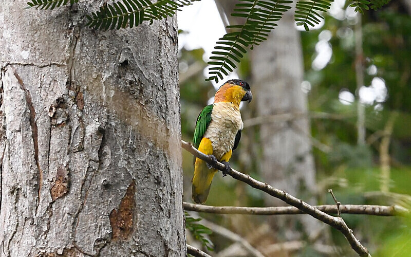 Black-Headed Parrot - Pacaya Samiria Pérou 2022