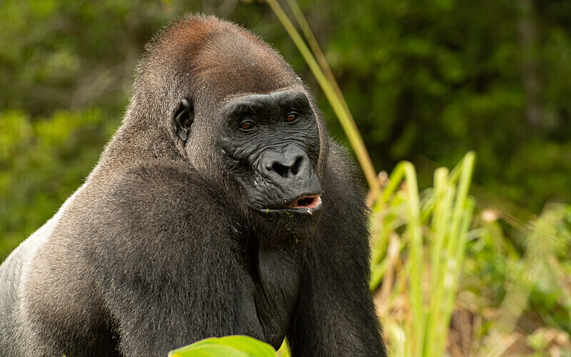 Silver back - Loango national park (Gabon 2024)