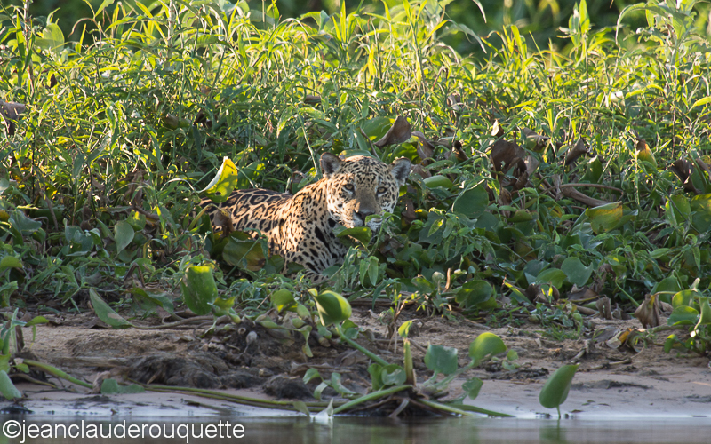 Jaguar - Pantanal Brazil 2015