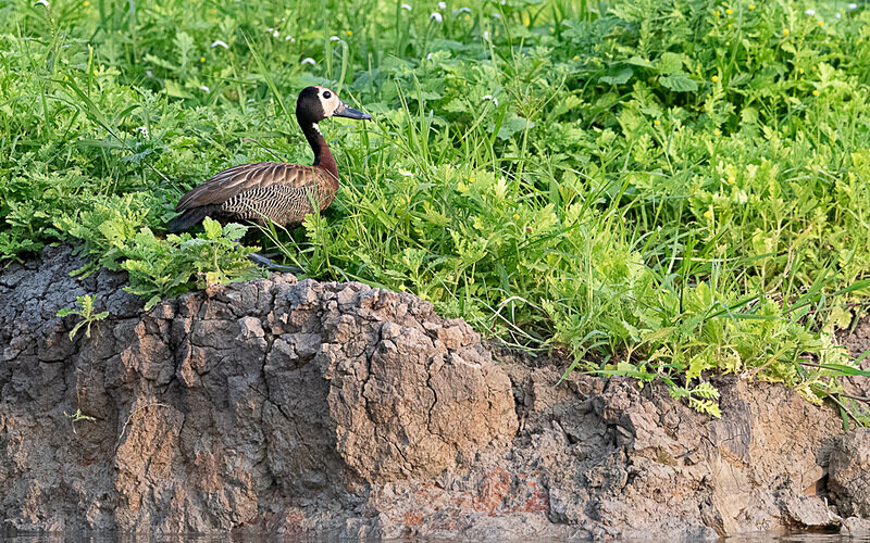 White-faced whistling duck - Loango national park (Gabon 2024)