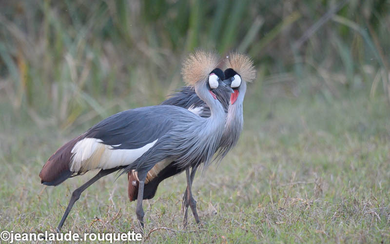 Crown cranes - Kafue N.P. (Zambia2014)