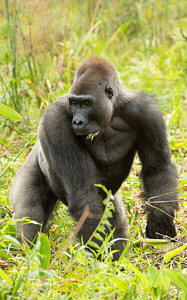 Silver back - Loango national park (Gabon 2024)