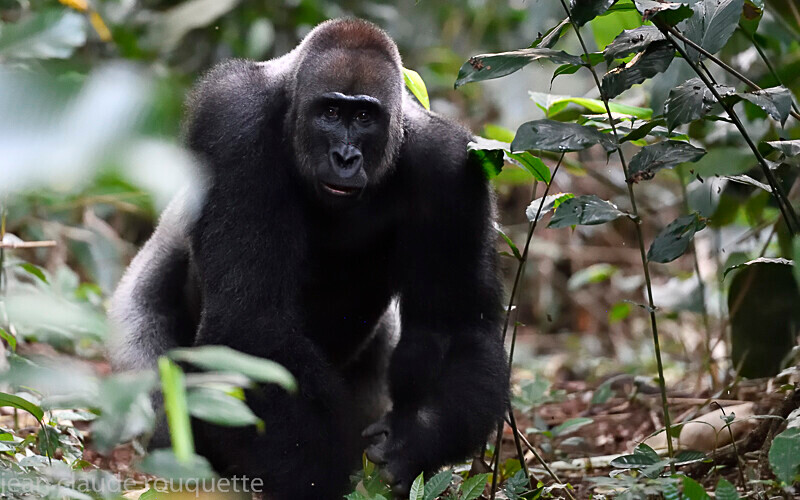  - Odzala National Park (République du Congo (2019)