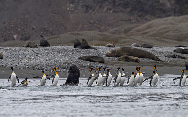  - Ushuaïa Malvinas South Georgia Antartica Peninsula