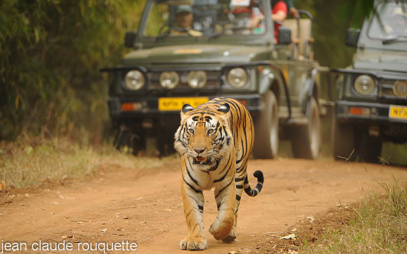 Mouna followed by cars in Kanha NP - Kanha NP and Bandhavgarh (India 2010)