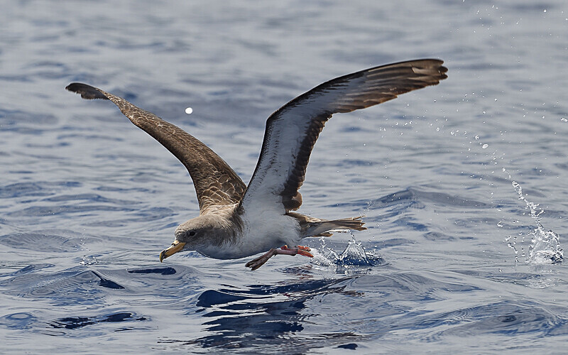 Shearwater - Açores 2020