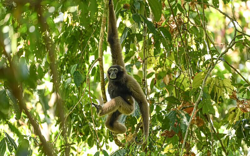 Tabin wildlife reserve - Sabah avril 2024 Borneo Malaisie