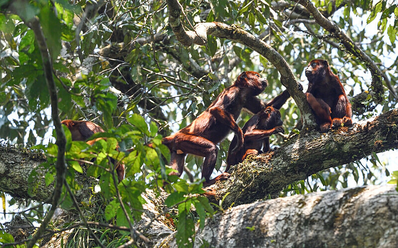Howler Monkeys - Pacaya Samiria Pérou 2022