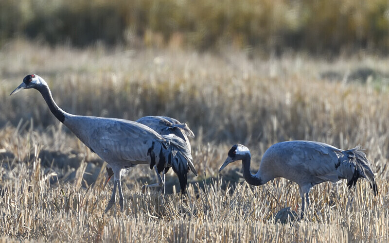 Grues cendrées - Méditerranée/ Mediterranean