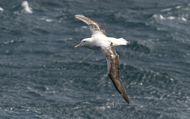 Royal Albatros - Ushuaïa Malvinas South Georgia Antartica Peninsula