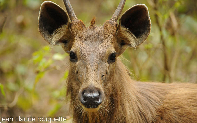 Sambar; - Kanha and Corbet national parks (India 2011)