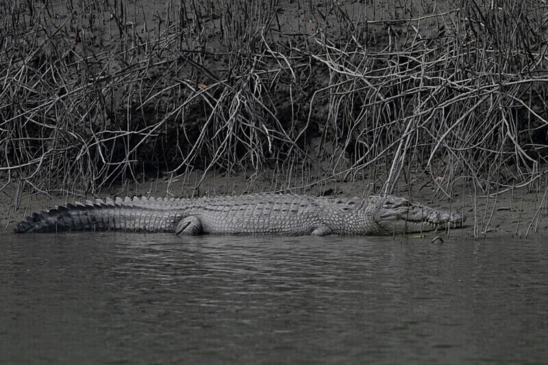 Crocodile - Sundarban National Park North East India February 2025