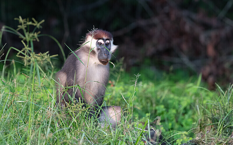 White-collared mangabey - Loango national park (Gabon 2024)