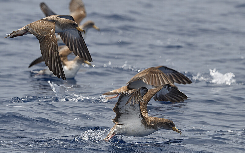 Shearwater - Açores 2020
