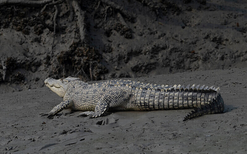 - Sundarban National Park North East India February 2025
