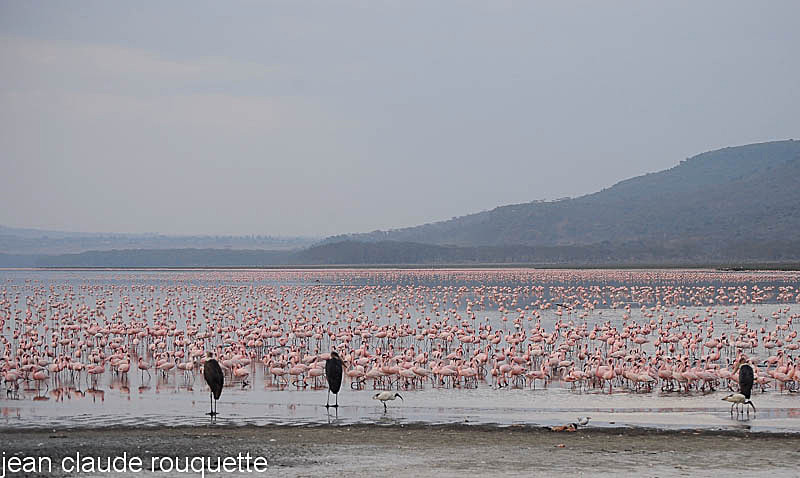Marabu storks and flamingos. - Lake nakuru national park ( Kenya 2009)