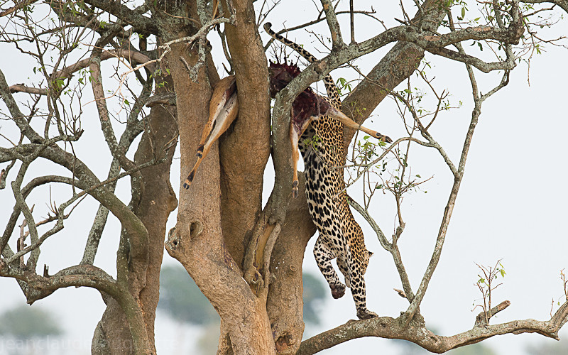 Murchison - Uganda 2016