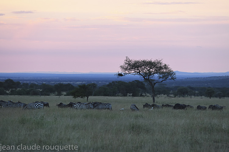  - Serengeti N.P. and N'Gorongoro Tanzania 2018