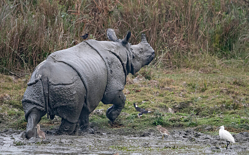 Rhino - Kaziranga National Park Noth East India 2025