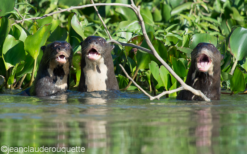 Giant otters - Pantanal Brazil 2015