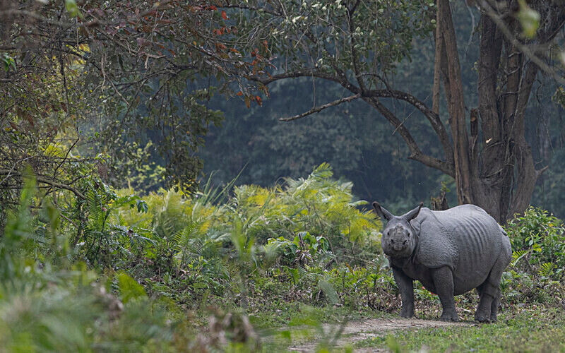 Rhino - Kaziranga National Park Noth East India 2025