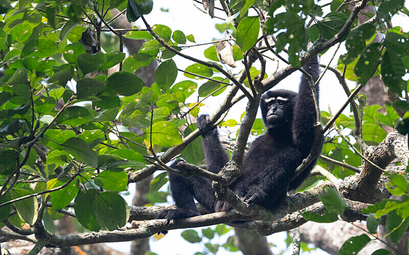 Hoolock Gibbon male - Hollongapar wildlife sanctuary North East India 2025