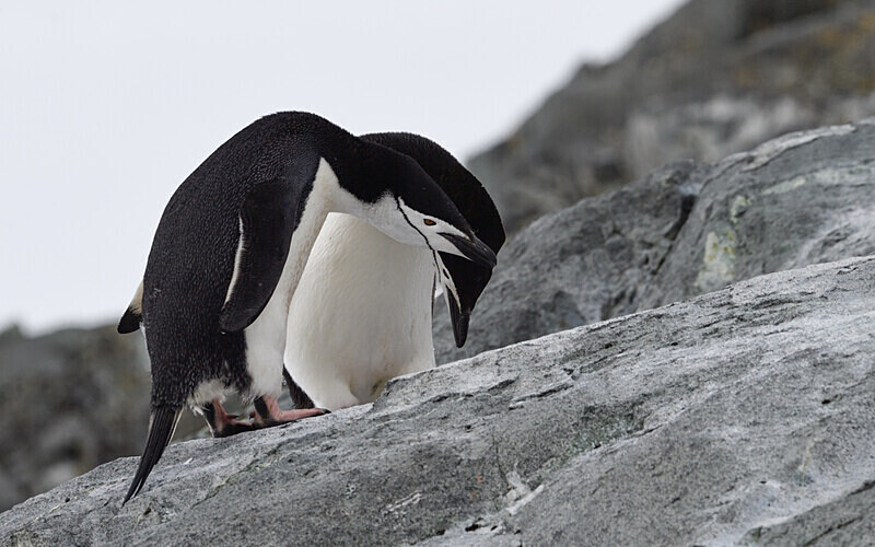  - Ushuaïa Malvinas South Georgia Antartica Peninsula