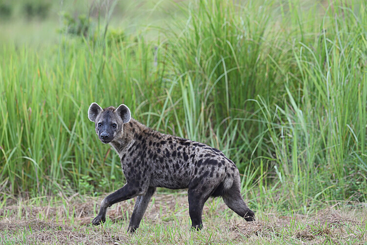 Spotted hyena - Odzala National Park (République du Congo (2019)