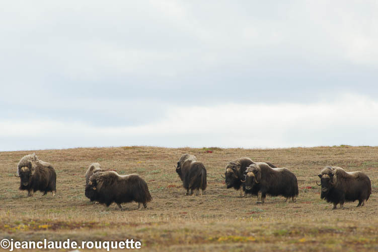 Musk ox - North Canada 2012