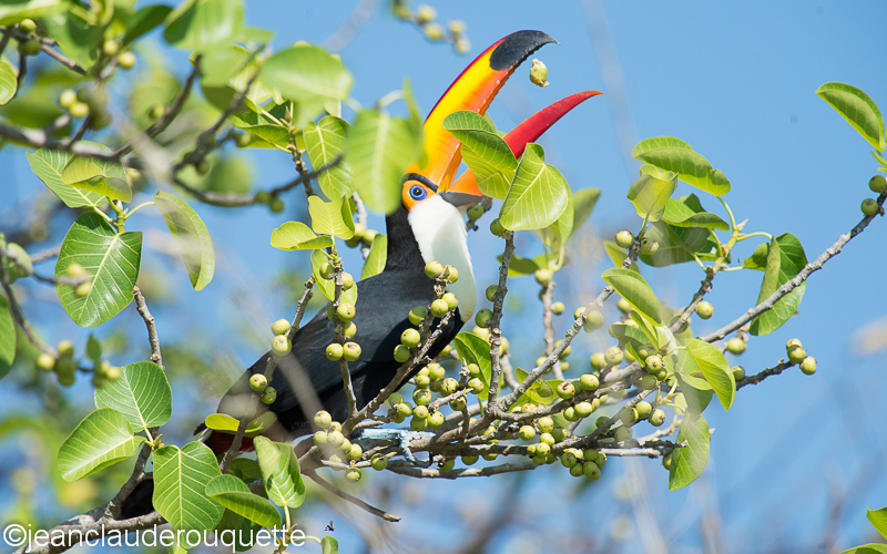 Toco toucan - Pantanal Brazil 2015