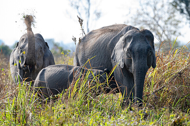 Mud showwer - Manas National Park North East India 2025