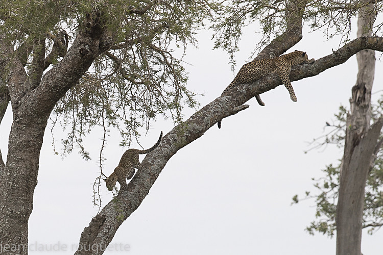  - Serengeti N.P. and N'Gorongoro Tanzania 2018