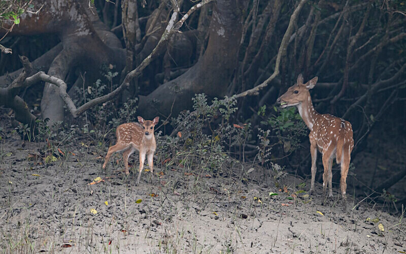  - Sundarban National Park North East India February 2025