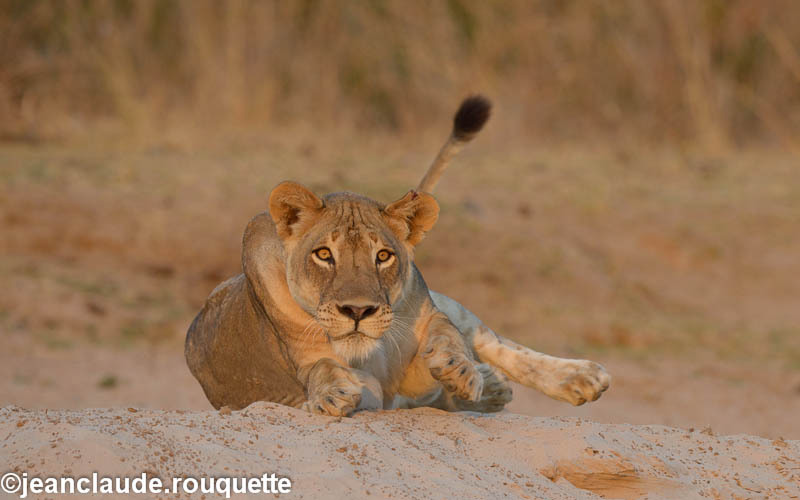  - South Luangwa 2014 (Zambia)