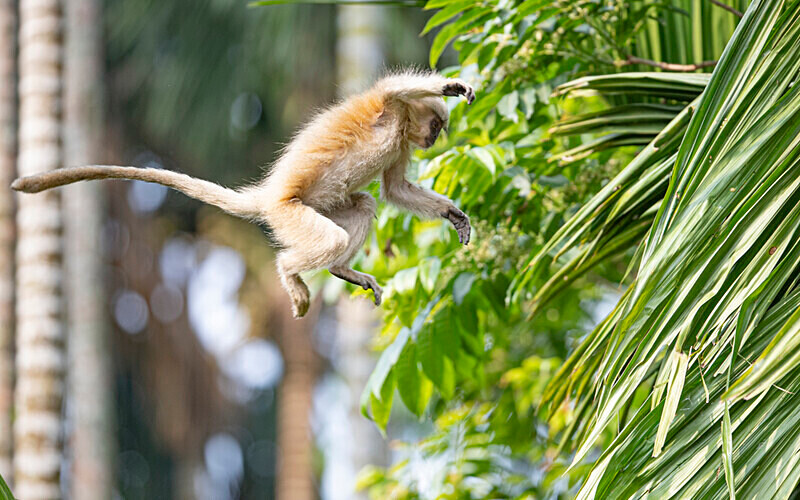 Golden Langur - Manas National Park North East India 2025