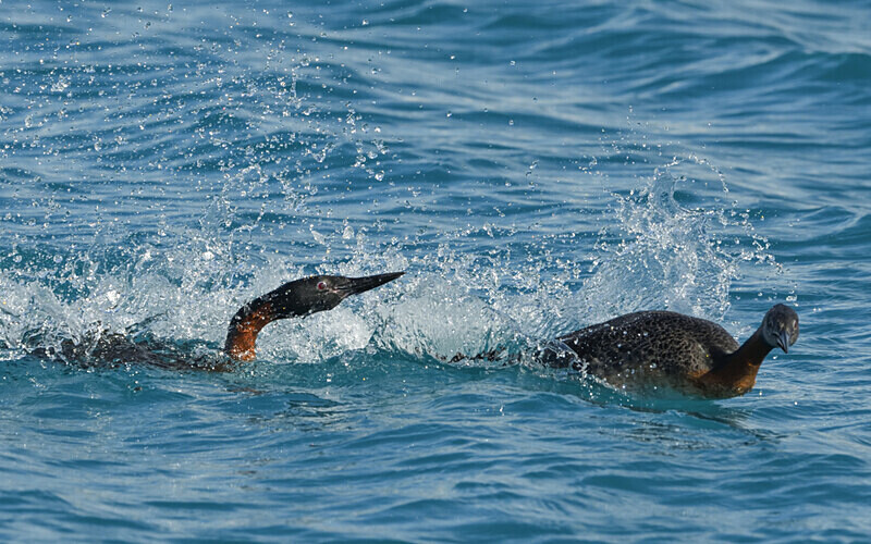 Great Grebes fighting - Patagonie Chilienne: Magellan Channel and Torres del Paine N.P.